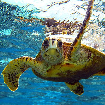 Zen Peapod Puzzle - Sea Turtle