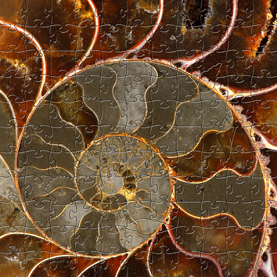 Ammolite-Small Puzzle by Zen