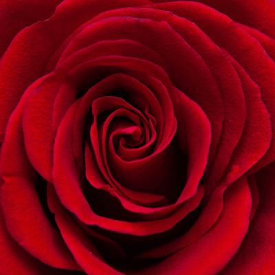 Red Rose - Small Puzzle by Zen