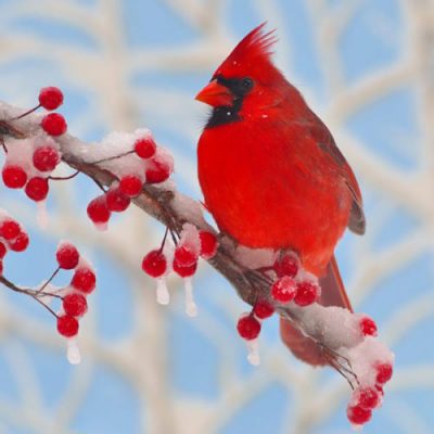 Winter Cardinal Zen Puzzle - Medium